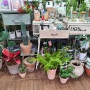 푸른꽃방 이미지