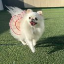 멍지중지 이미지