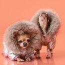 도담동물의료센터 이미지