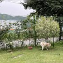 땡스폴 | [광주] 경기도 광주 애견동반카페 ‘땡스폴’ 그리고 애견 놀이터 ‘티파니 가든’ 후기