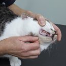 내방동물병원 이미지