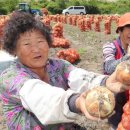 함양톱밥 이미지