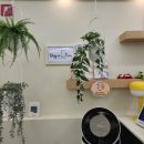 도그드살롱 이미지