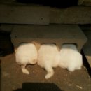 도그스퀘어 이미지