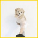 플라워퍼피 이미지