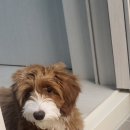 아루보리 이미지