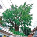 고목경로당 이미지