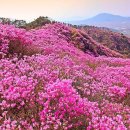 4월 중순부터 5월 중순까지 전국 진분홍빛 진달래 축제 이미지
