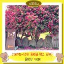 동박낭 | 제주 동쪽 동백꽃 명소 1월,2월 가볼만한 곳 동박낭 포토존 입장료 주차