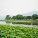 상사(想思) / 김남조 이미지