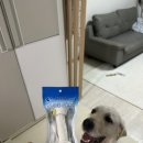 이든펫 | 6살 리트리버 대형견 이든이의 최애간식