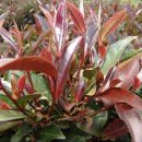 자연을 마시는 우리차 이미지