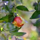 딸기마을 이미지