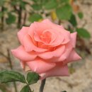 장미약국 이미지