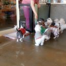 흑석24시동물병원 이미지