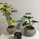 초록초록 가드닝 | [공지] 원주 원데이클래스 추천｜식물 초보도 만족한 초록담음 가드닝 클래스 후기