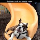 강아지소풍 이미지