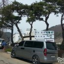 충남삼초