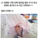 오구쌀피자 군산조촌점 | [11월] 아무튼 끝이 보이긴 해