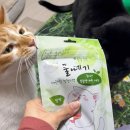 건강한펫 | [내돈내산] 건강한펫 동결건조 캣그라스 후기