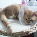 동수사랑동물병원 이미지