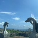 제주 돌고래 | 제주 돌고래 스팟, 영락리 방파제 탐방 후기 🐬