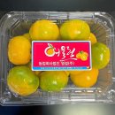 제주 명품 밀감 0.5kg 3팩