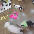 제연동물병원 이미지