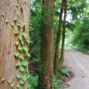남조로 사려니숲길입구 이미지