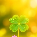 네잎클로버 이미지