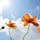 해상농장 이미지