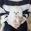 부산강아지분양 테디럽 명지본점 이미지