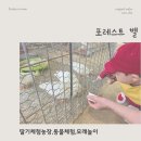 종일농장 | 아이와 자연 속에서 하루 종일 뛰어놀기 좋았던 딸기체험농장 포레스트벨 후기