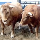 수도한우 이미지