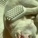 아이그루밍 이미지