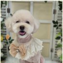 우리동네 펫샵 이미지