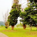 은행나무1길 이미지