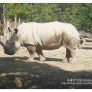 코뿔소PC 이미지