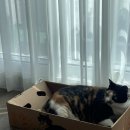 봄동살롱 | 고양이 무마취 교감 미용실 봄동살롱 성북구고양이미용 찐 추천 후기