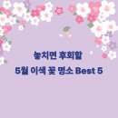 부귀파크 | 튤립은 졌지만 봄은 계속된다! 놓치면 후회할 5월 이색 꽃 명소 Best 5