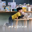 캣월드 | 대구 아이랑 실내 고양이카페 캣월드 방문기