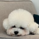 [광안리네일] 뉘앙스네일 장인 &#39;바를민 네일&#39; 내돈내산