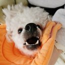 독크루북구점 | 광주 첨단애견카페 독크루/펫피 추천인 PP155651