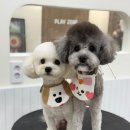 솜뭉치 | 대구 강아지 유치원 모여라솜뭉치, 우리 댕댕이의 첫 등원 후기! (내돈내산)