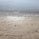 발포해수욕장 이미지