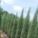 카페블루그린 이미지