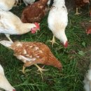 하늘농장1 이미지