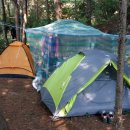 다래와 잣나무 이미지