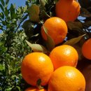 송보농장 이미지