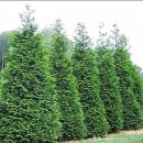 상록자이언트 이미지